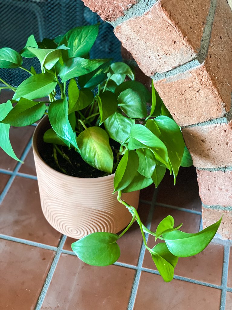 Potted pathos plant sitting on a tiled fireplace