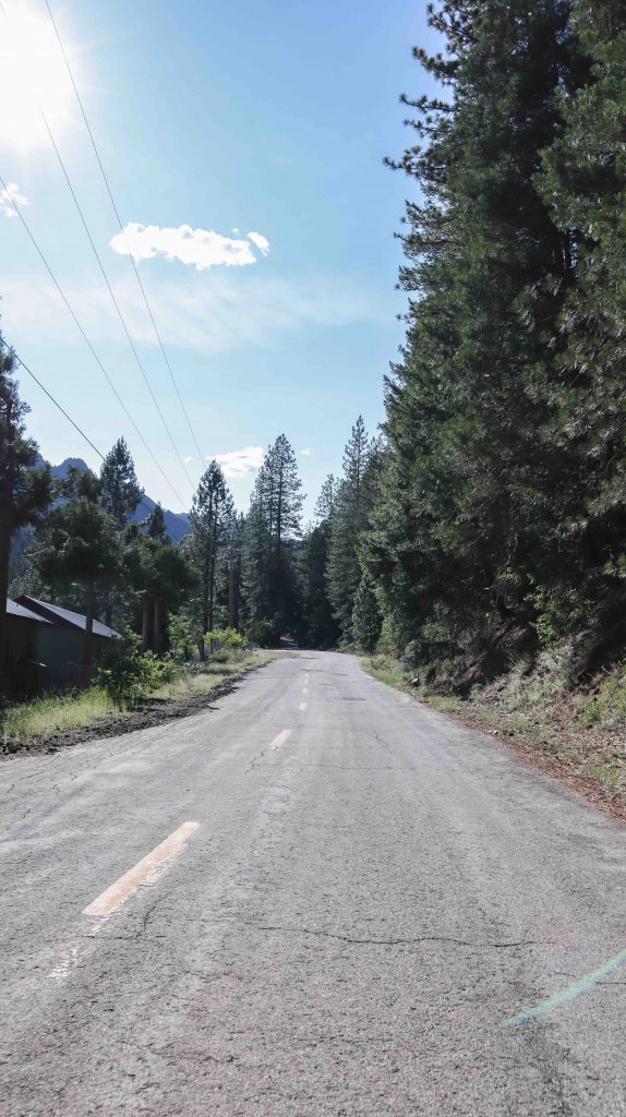 Picture of a road surrounded by large pine trees